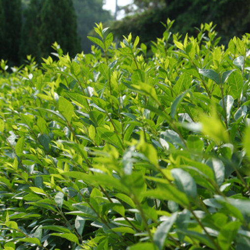 Ligustrum vulgare 'Atrovirens'